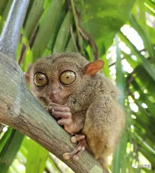 众证集团之——菲律宾行(图11)